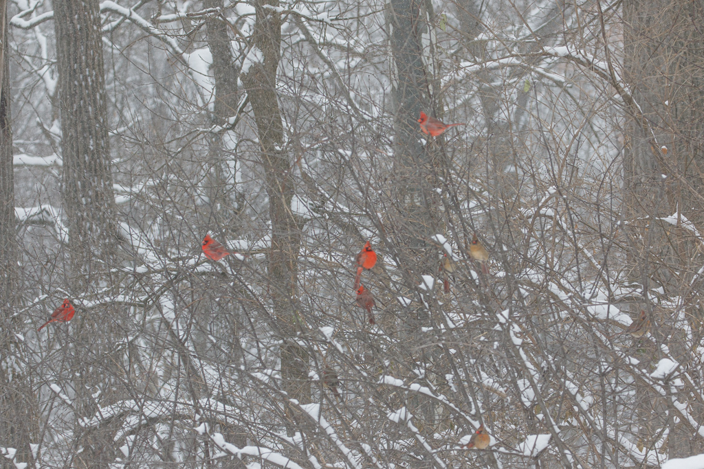  Northern Cardinals 