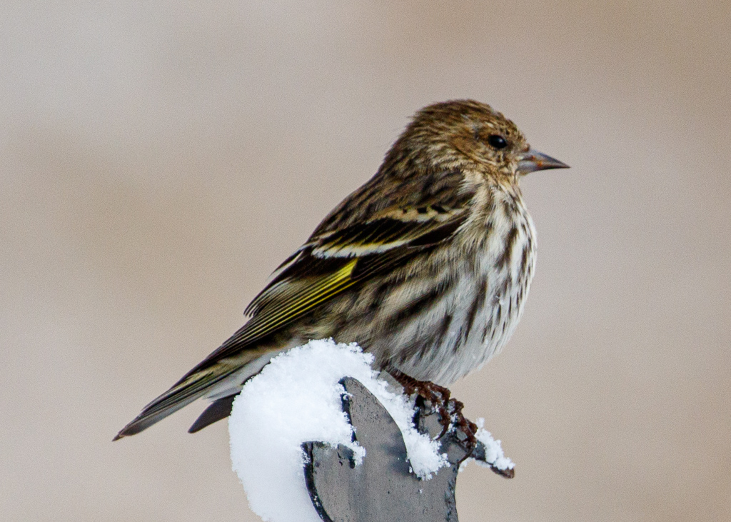  Pine Siskin 