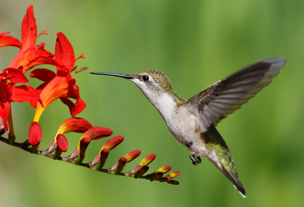  Ruby-throated Hummingbird 