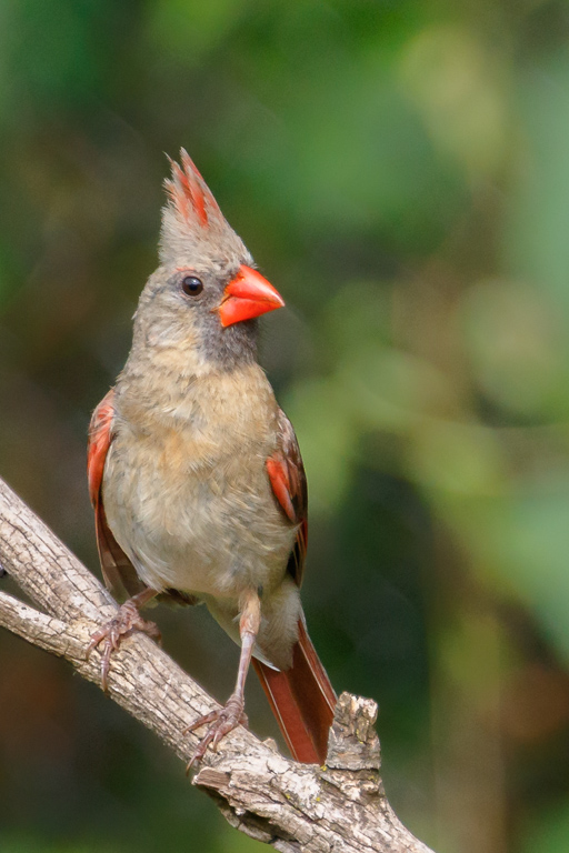  Northern Cardinal (female) 