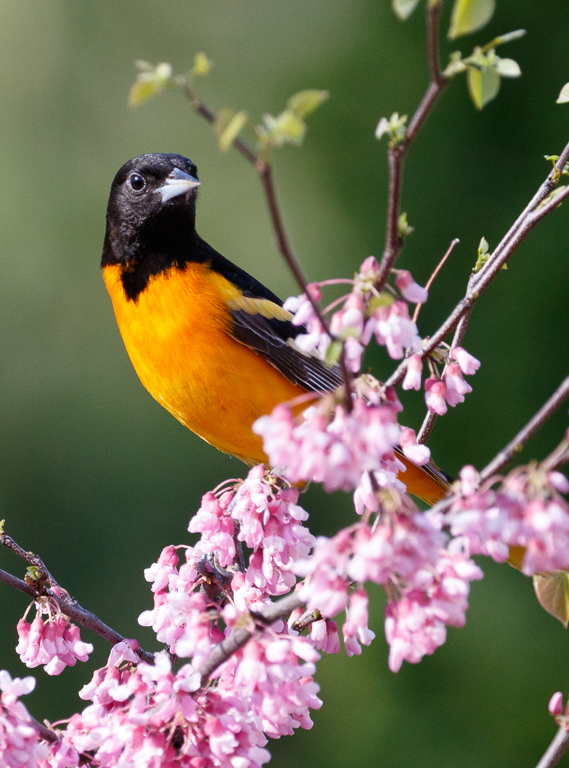  Baltimore Oriole 