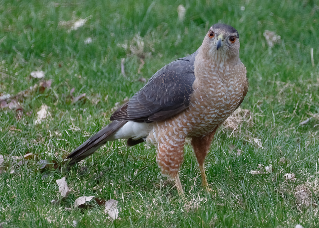  Cooper's Hawk 