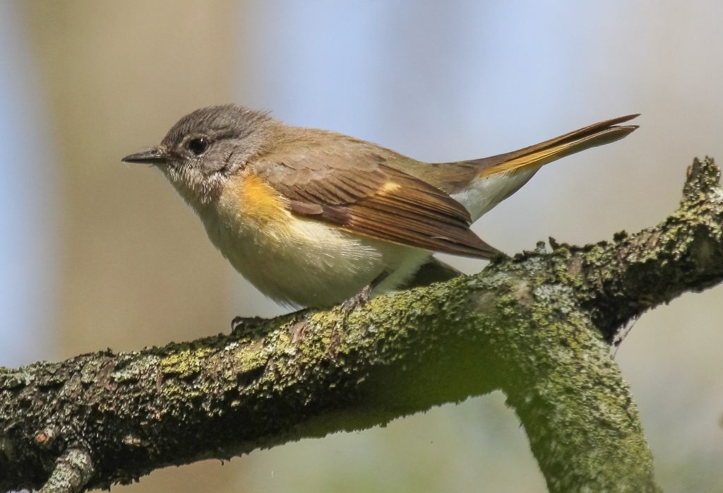  American Redstart 