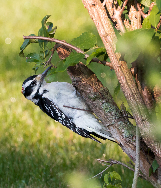  Hairy Woodpecker 