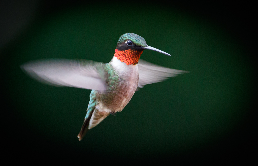  Ruby-throated Hummingbird 