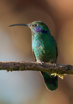  Lesser Violetear Hummingbird 