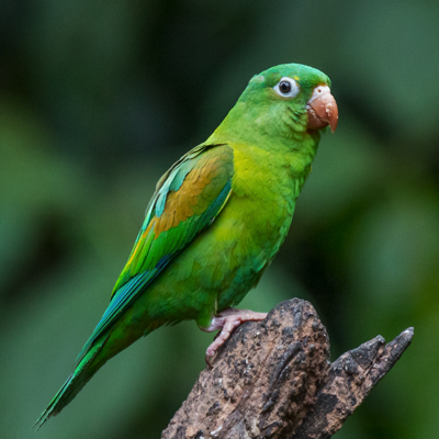  Orange-chinned Parakeet 