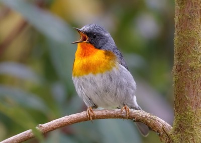  Flame-throated Warbler 