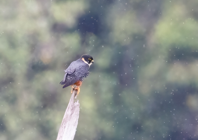  Bat Falcon 