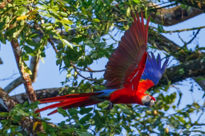  Scarlet Macaw 