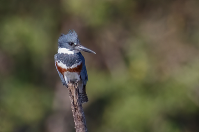  Belted Kingfisher 