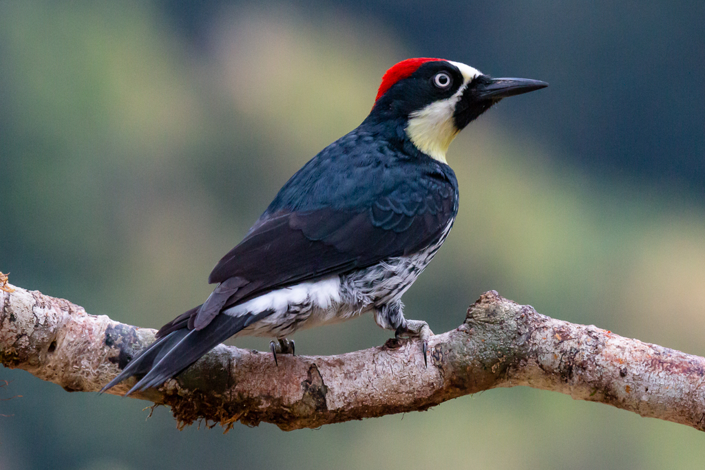  Acorn Woodpecker 