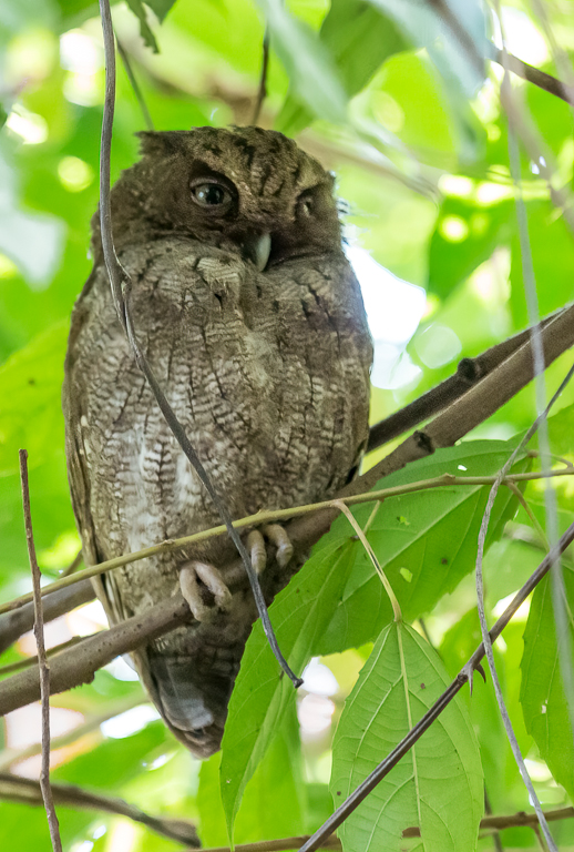  Vermiculated Screech-Owl 