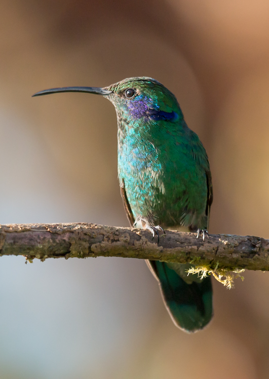  Lesser Violetear Hummingbird 