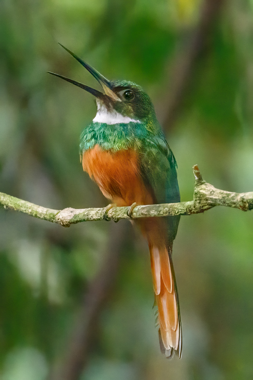  Rufous-tailed Jacamar 