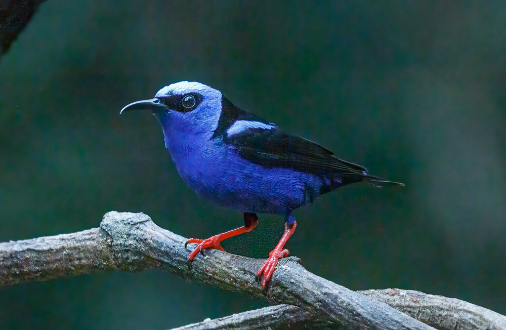  Red-legged Honeycreeper 
