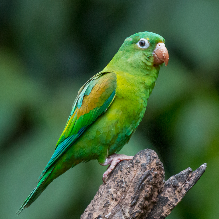  Orange-chinned Parakeet 