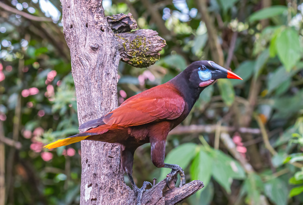  Montezuma Oropendola 