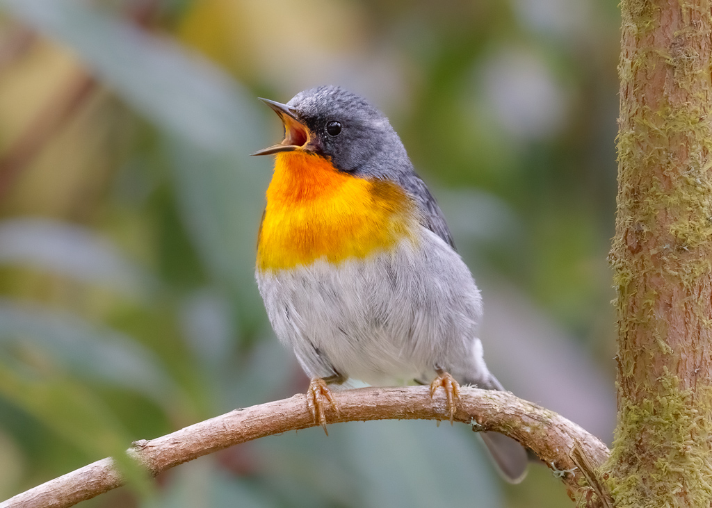  Flame-throated Warbler 