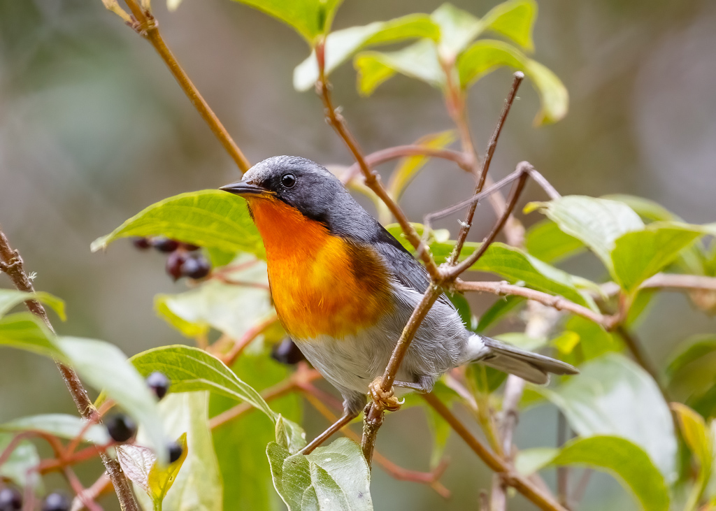  Flame-throated Warbler 