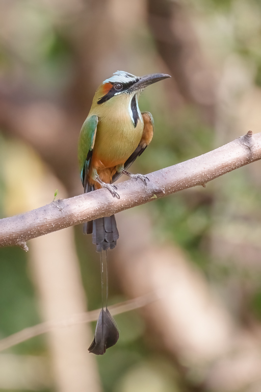  Turquoise-browed Motmot 