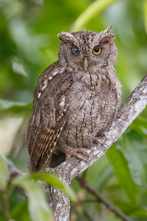  Pacific Screech-Owl 