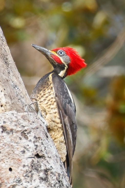  Lineated Woodpecker 