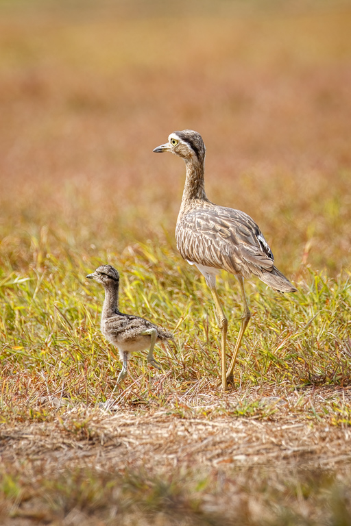  Double-striped Thick-Kenn 