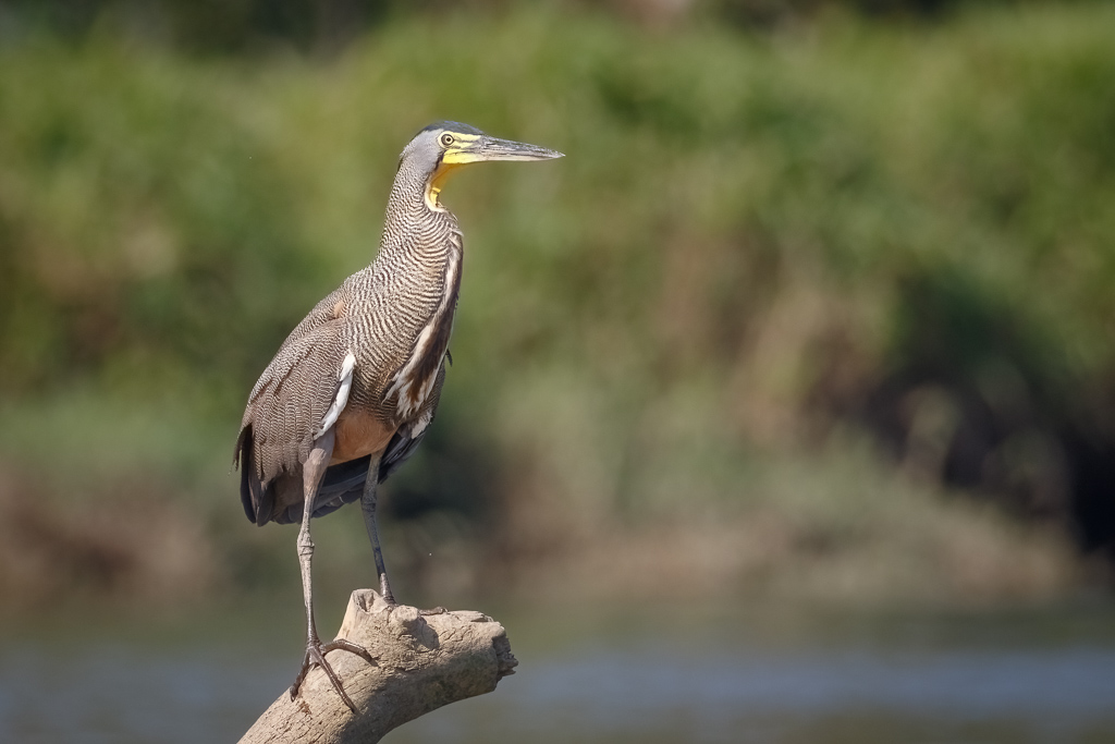 Bare-throated Tiger-Heron 