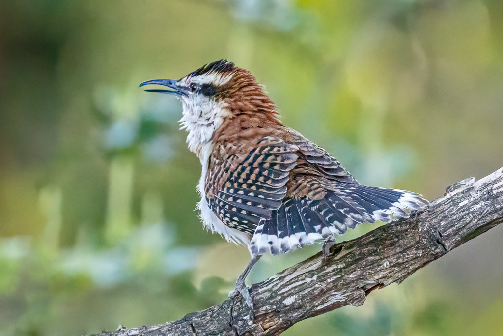  Rufous-naped Wren 