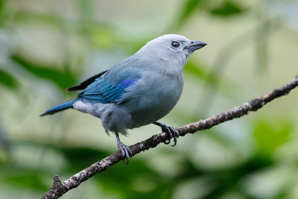 Blue-gray Tanager 