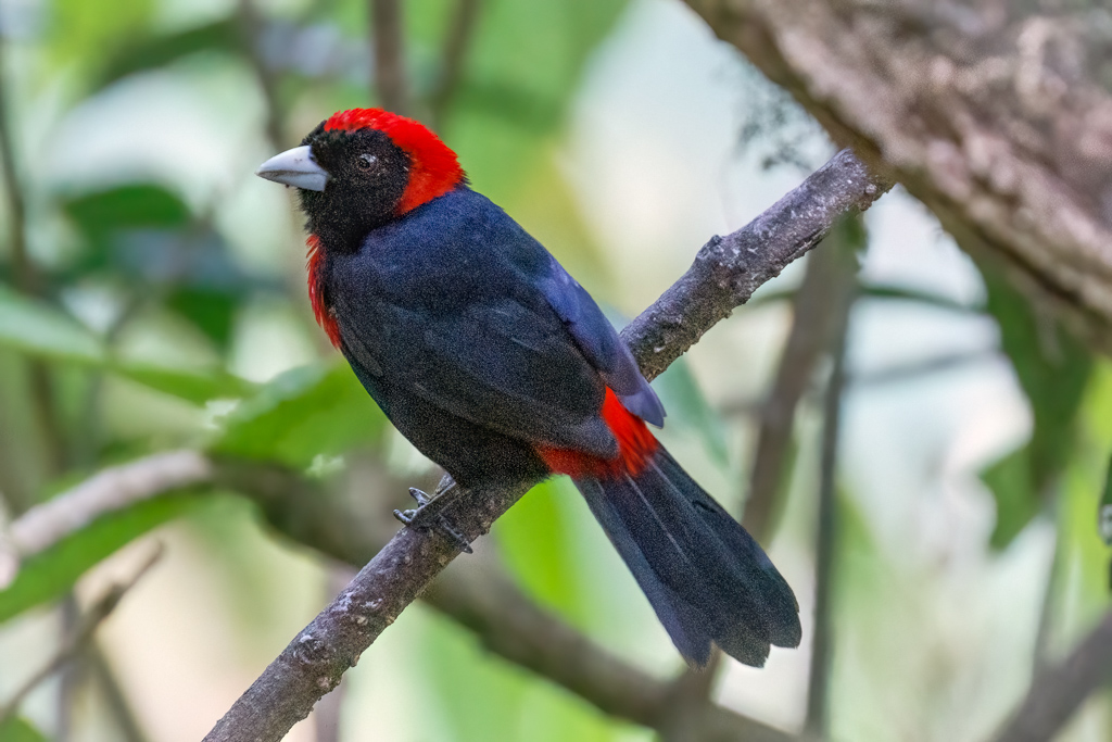  Crimson-collared Tanager 