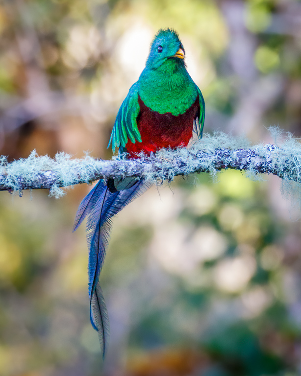  Resplendent Quetzal 