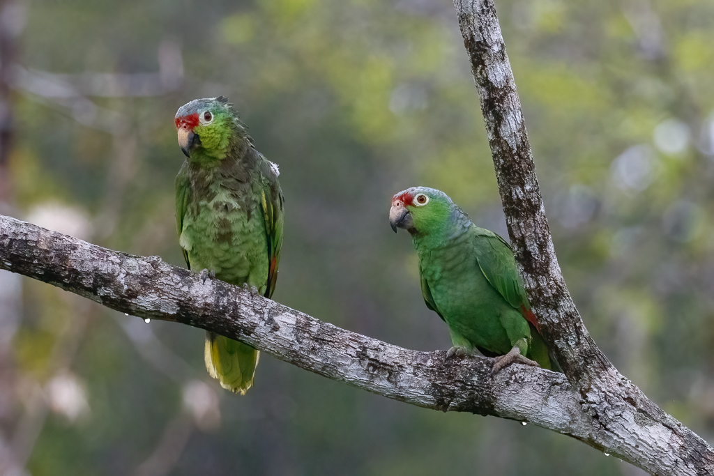  Red-lored Parrots 