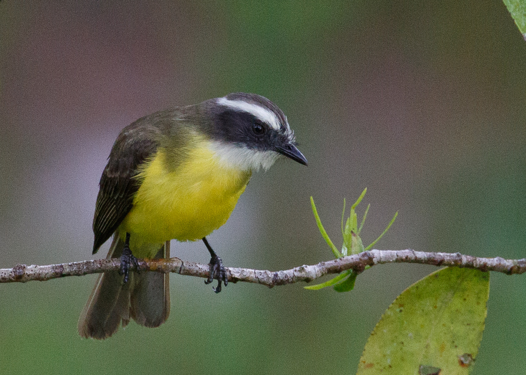  Social Flycatcher 