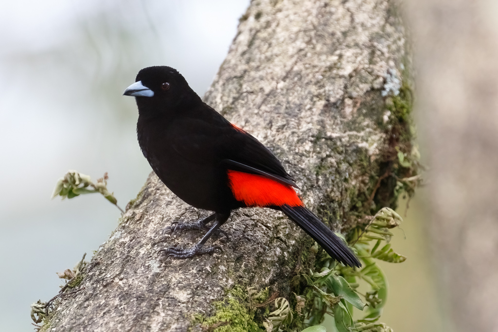  Scarlet-rumped Tabager 