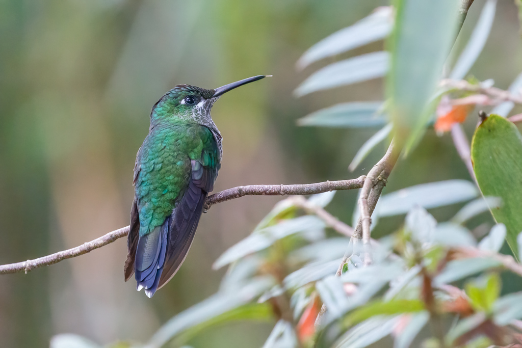  Green-crowned Brilliant 