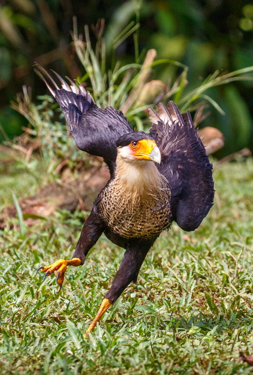 Crested Caracara 