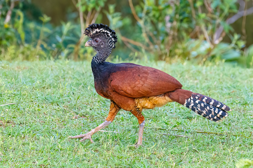  Great Curassow 