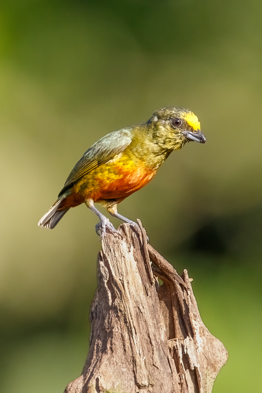  Olive-backed Euphonia 