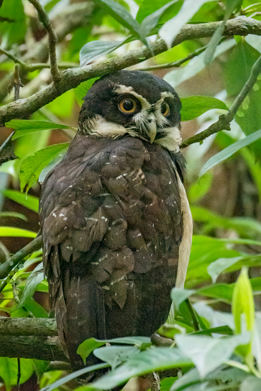  Spectacled Owl 