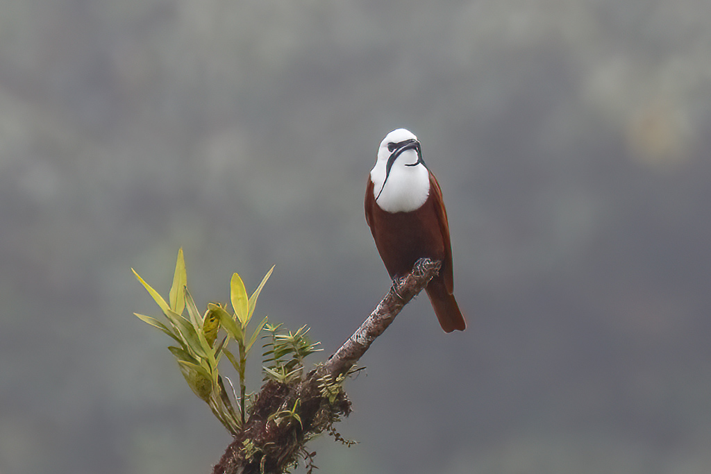  Three-wattled Bellbird 