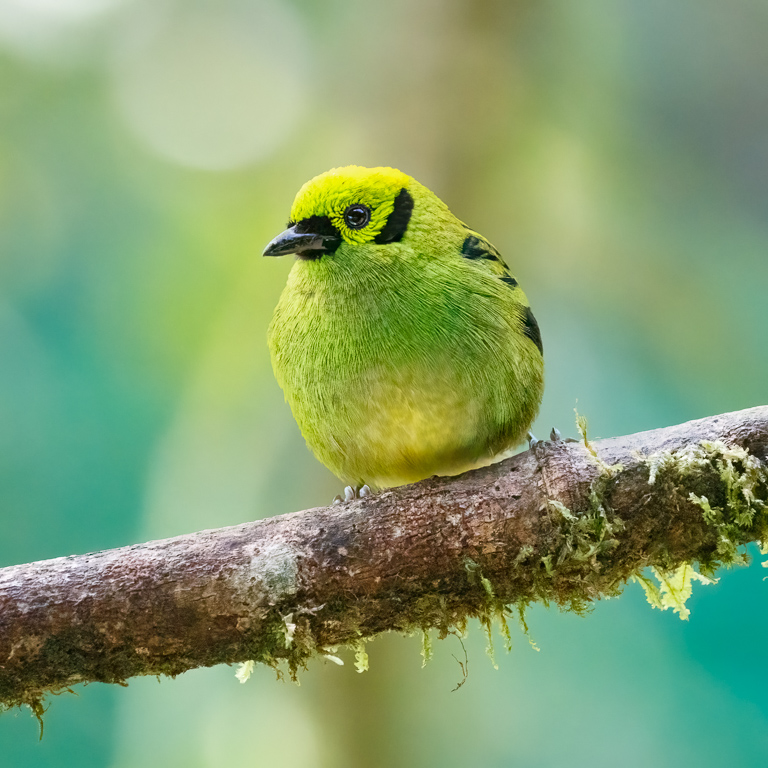  Emerald Tanager 