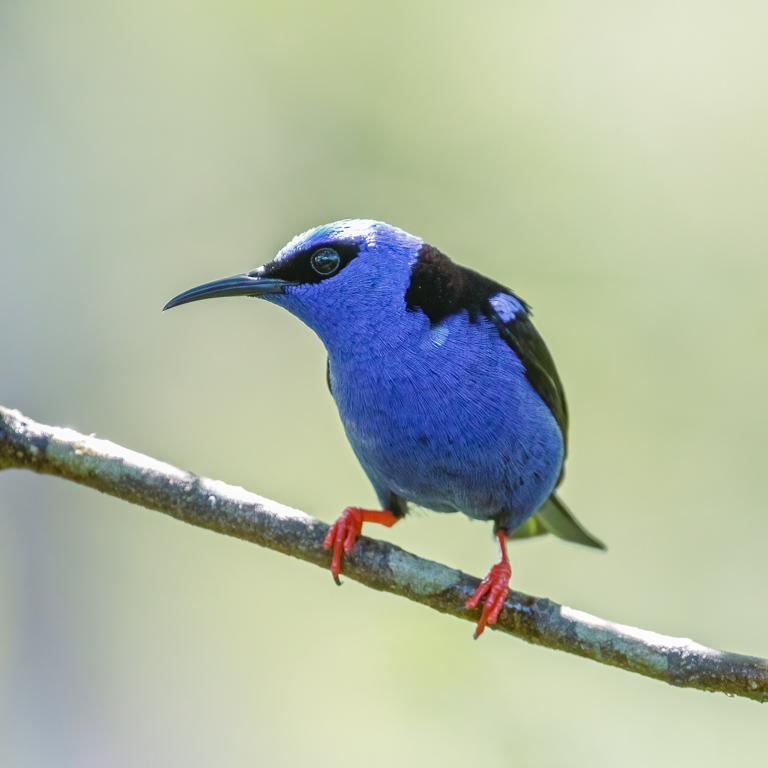  Red-legged Honeycreeper 
