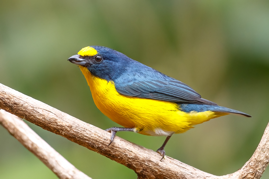 Yellow-throated Euphonia 