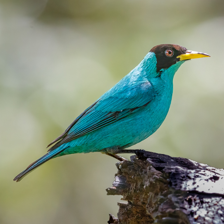  Green Honeycreeper 