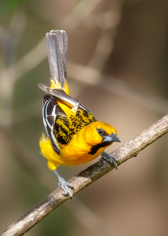  Streak-bavked Oriole 