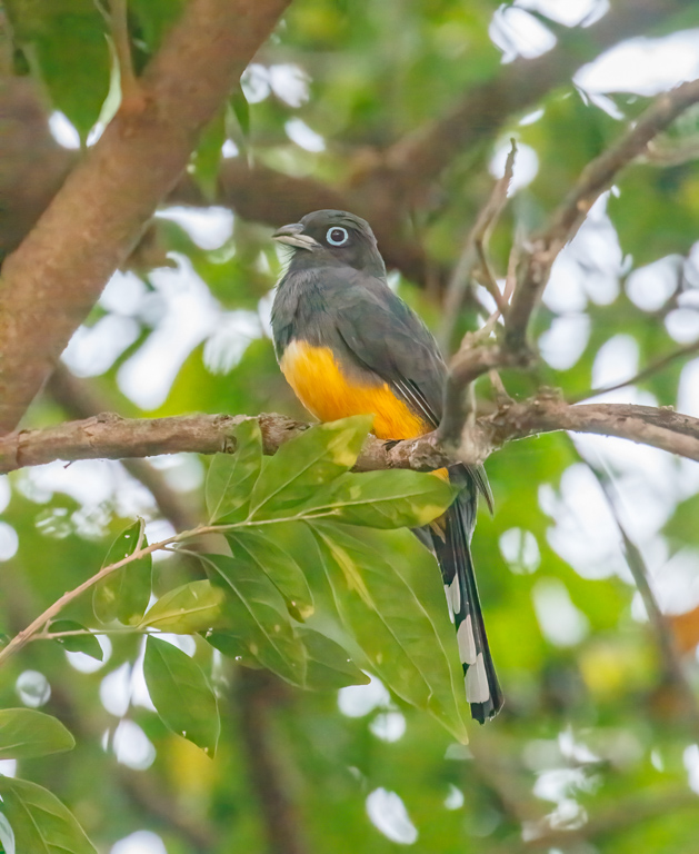  Black-headed Trogon 