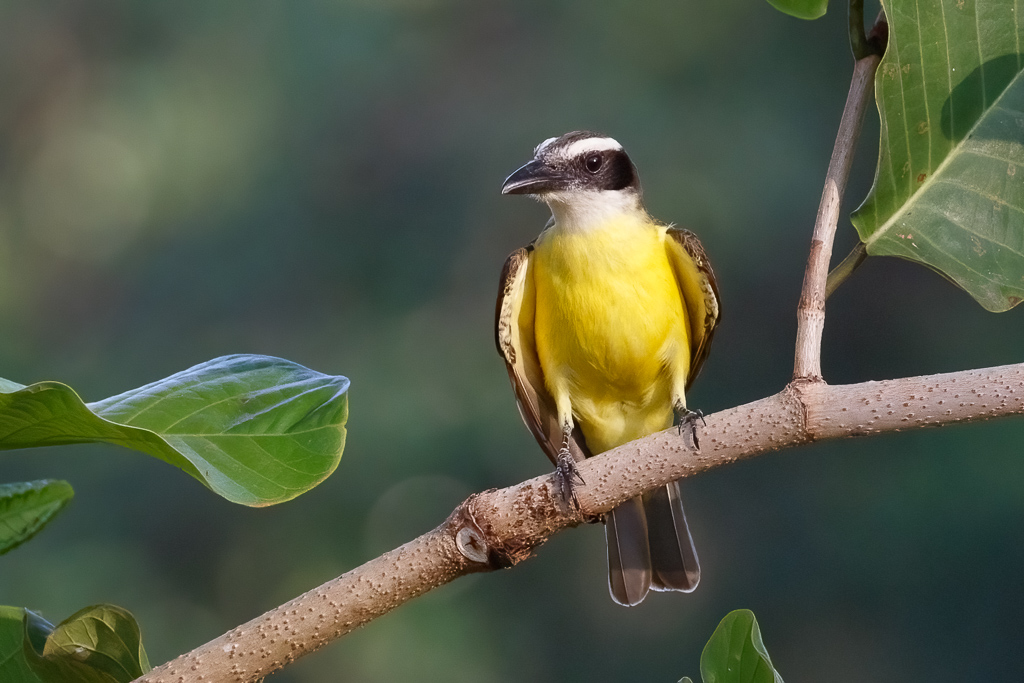  Boat-billed Flycatcher 