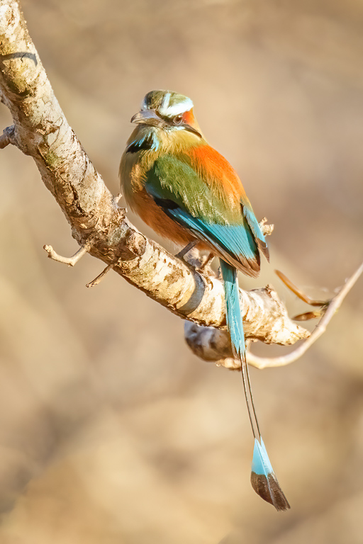  Turquoise-browed Motmot 